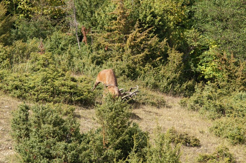 Un''arena molto contesa